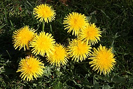 蒲公英,鮮花,黃色