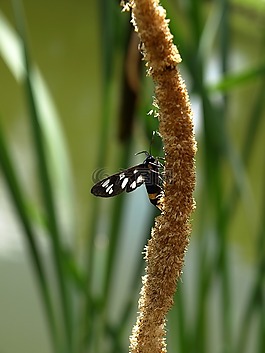昆蟲(chóng),大自然