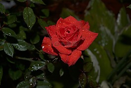 花,植物,郁金香