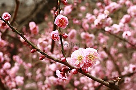花,粉色,北京