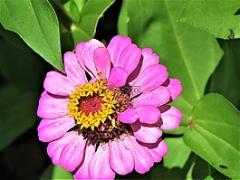 花,粉紅色,黃色