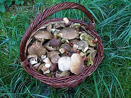 蘑菇,森林,蘑菇籃