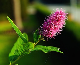 花,開花,紫