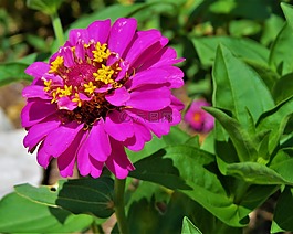 花,粉紅色,黃色