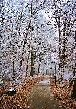 冬天,公園,霜