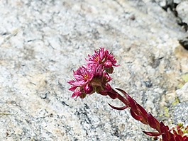 山房市,花,开花