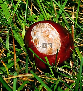 板栗,秋季,樹