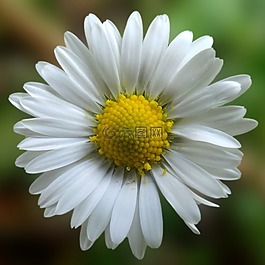 雛菊,開(kāi)花,白