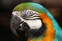 金剛鸚鵡卡寧德,里斯本動物園,葡萄牙