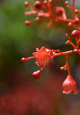 红色,火焰树的花,夏天