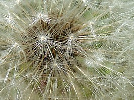 花,蒲公英,白鷺