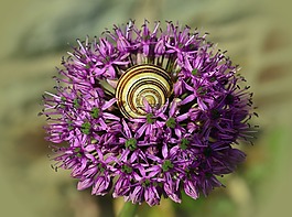 觀賞蔥,開花,殼
