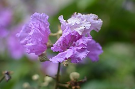 紫,花,美