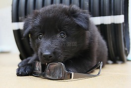 小狗,比利时牧羊犬,groenendael