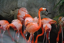 火烈鳥,粉紅色,鳥