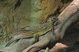 蜥蜴,綠色,動物