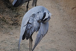 鳥,鸛,整理