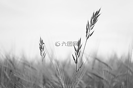 小麥,黑色,白