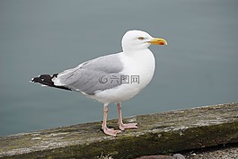 鳥,海鷗,海鳥