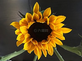 花,向日葵,花的