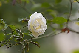 羅莎,白,花卉