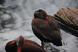 鴨,整理,鳥