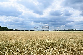 景觀,藍(lán)藍(lán)的天空,麥田