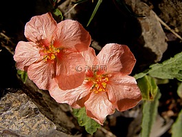 野生,性质,植物野生动物