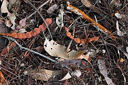 性質(zhì),樹枝,樹
