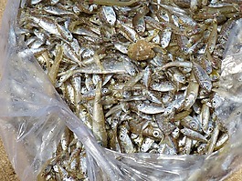 魚,海,市場