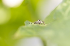 蜘蛛,葉,性質(zhì)
