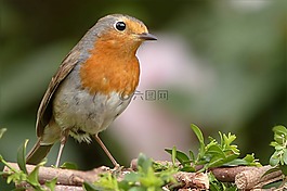 罗宾,erithacus rubecula,鸟