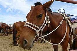 馬,動物,蒙古