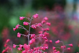 花,markro,夏季