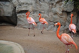 火烈鳥,粉紅色,鳥
