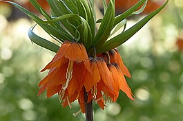 帝冠,百合科,百合科植物