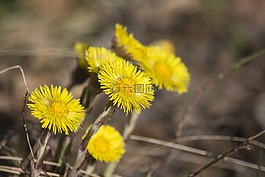 春,黃色,鮮花