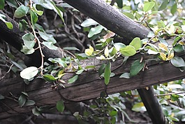 藤,木材,老