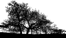 伍茲,森林,樹