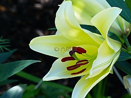 百合,黃色,關(guān)閉了