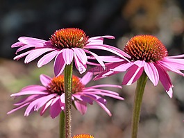 锥花,松果菊,粉红色