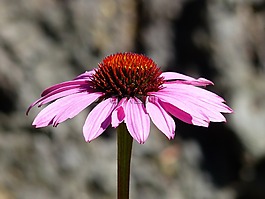 锥花,松果菊,粉红色