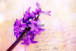風(fēng)信子,粉紅色,花