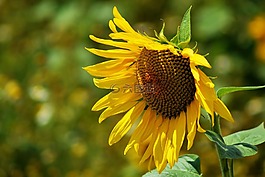 太陽花,夏季,黃色