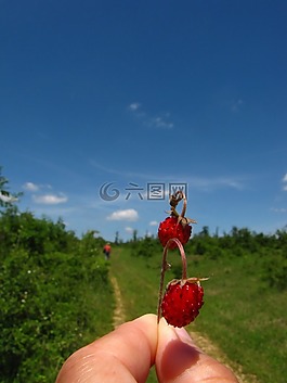 草莓,夏季
