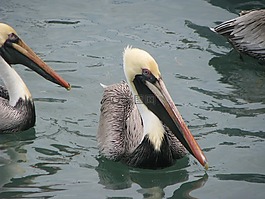 鵜鶘,翼,野生動物