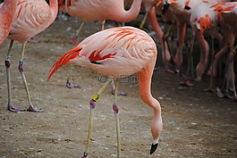 火烈鳥,粉紅色,鳥