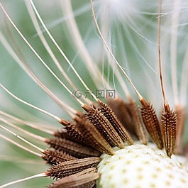 尼姑,蒲公英,鲜花