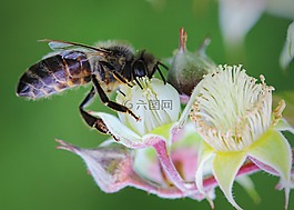 蜜蜂,花,昆蟲