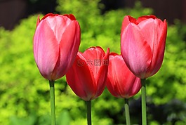 郁金香,花,綻放